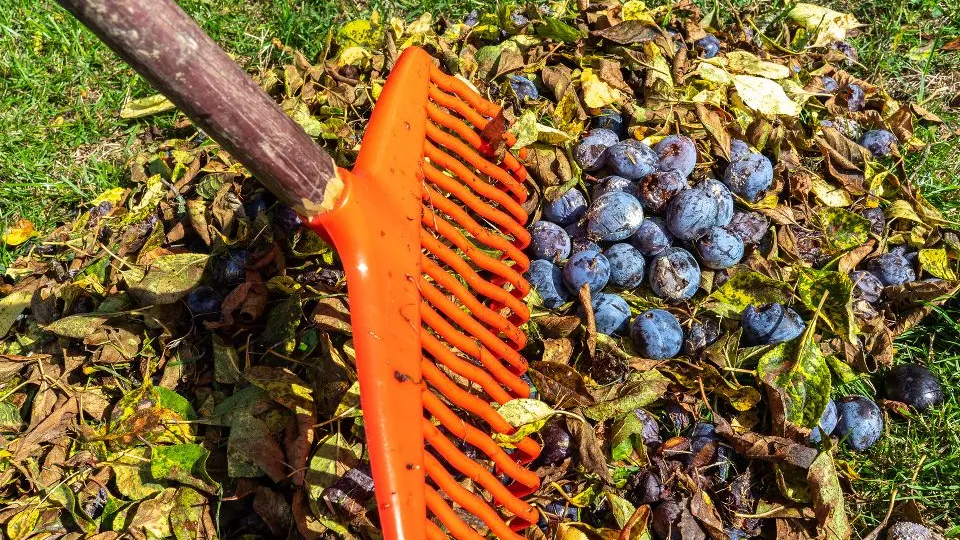 Фото: istockphoto.com/Animaflora