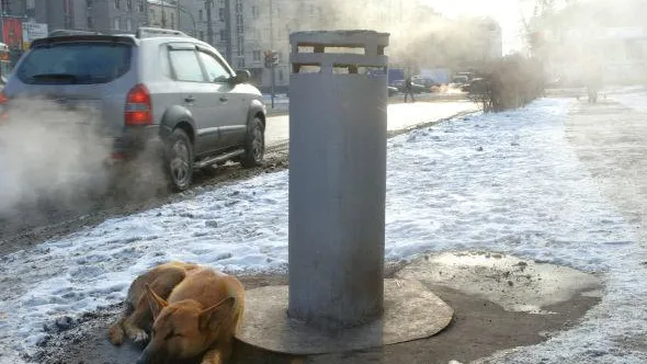 На московских парковках могут установить таблички, сообщающие о животных под машинами