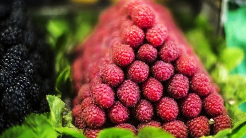 Владимир Песня / РИА Новости