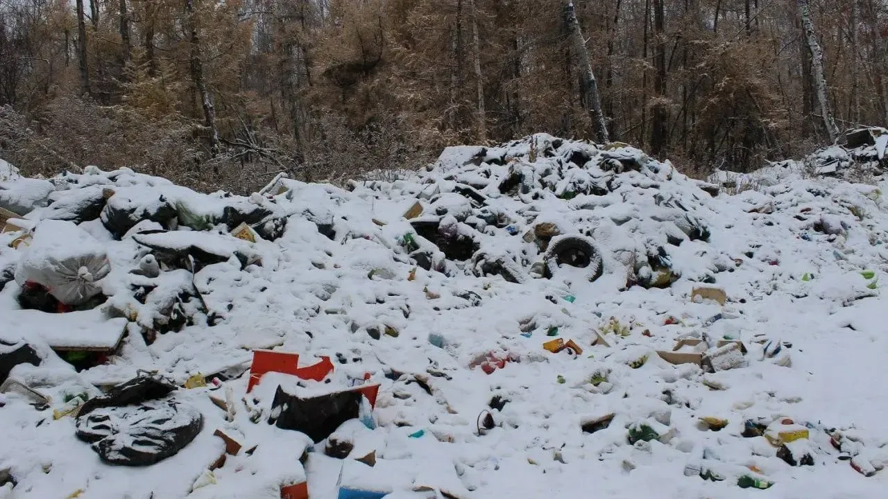 Подольск оказался в топ-5 Московской области по уборке мусора в лесах
