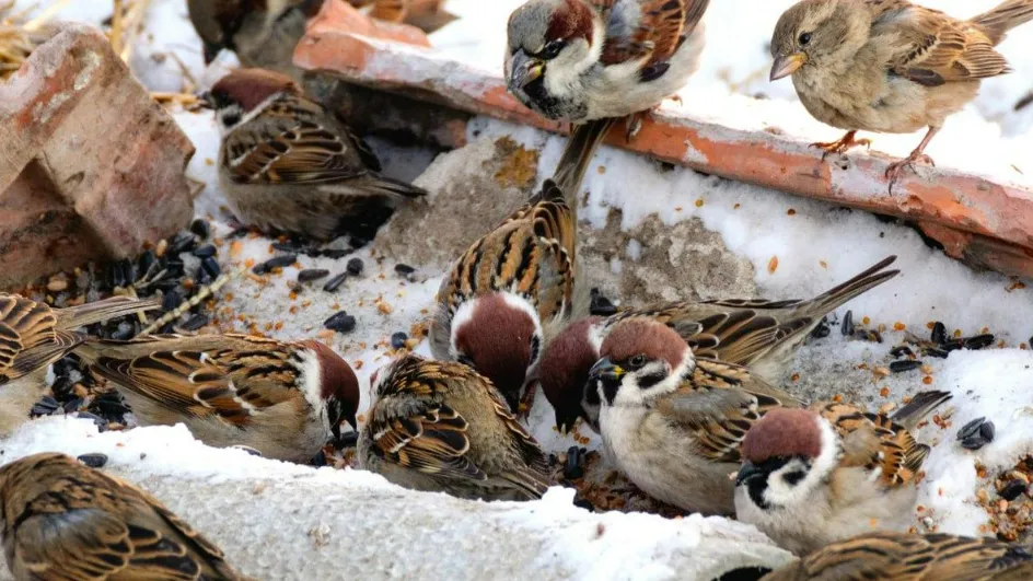 Фото: Комитет лесного хозяйства МО