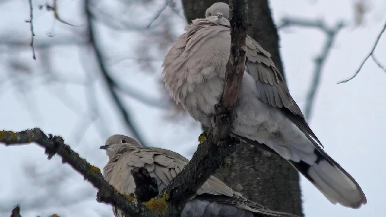 личный архив Константина Кошелева