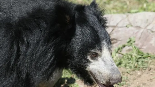 Медведь-губач покалечил несколько человек в Индии и скрылся