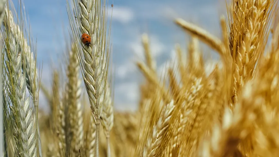 Фото: pxhere.com