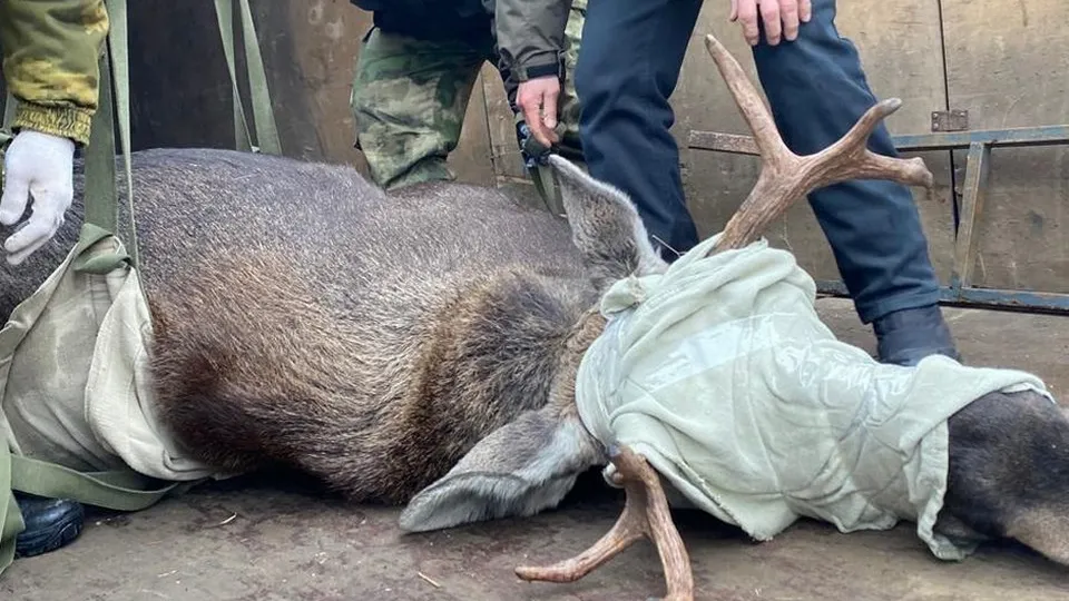 Фото: Комитет лесного хозяйства Московской области