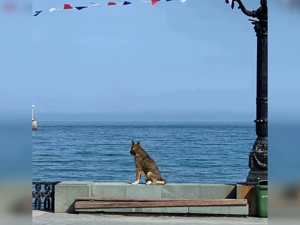 «Мухтар пел»: в Крыму умер местный Хатико, который двенадцать лет ждал хозяина