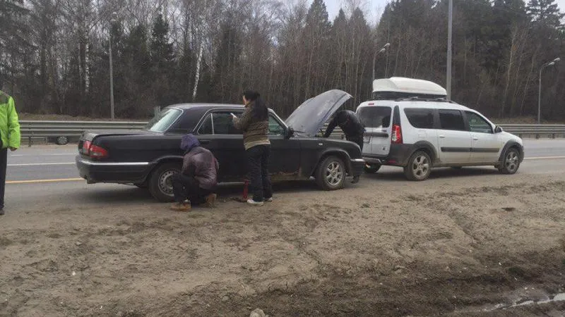 Свидетели рассказали подробности задержания банды похитителей собак в Ступино