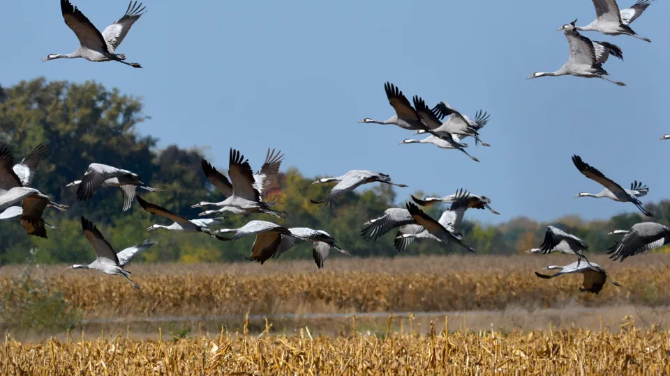 Фото: TASS/EPA/Zsolt Czegledi