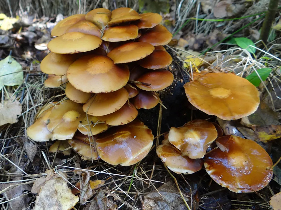 Фото: сommons.wikimedia/Jerzy Opioła