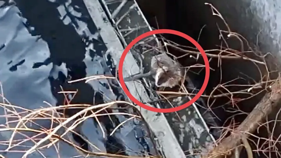 Фото: t.me/rusavkino_romanovo