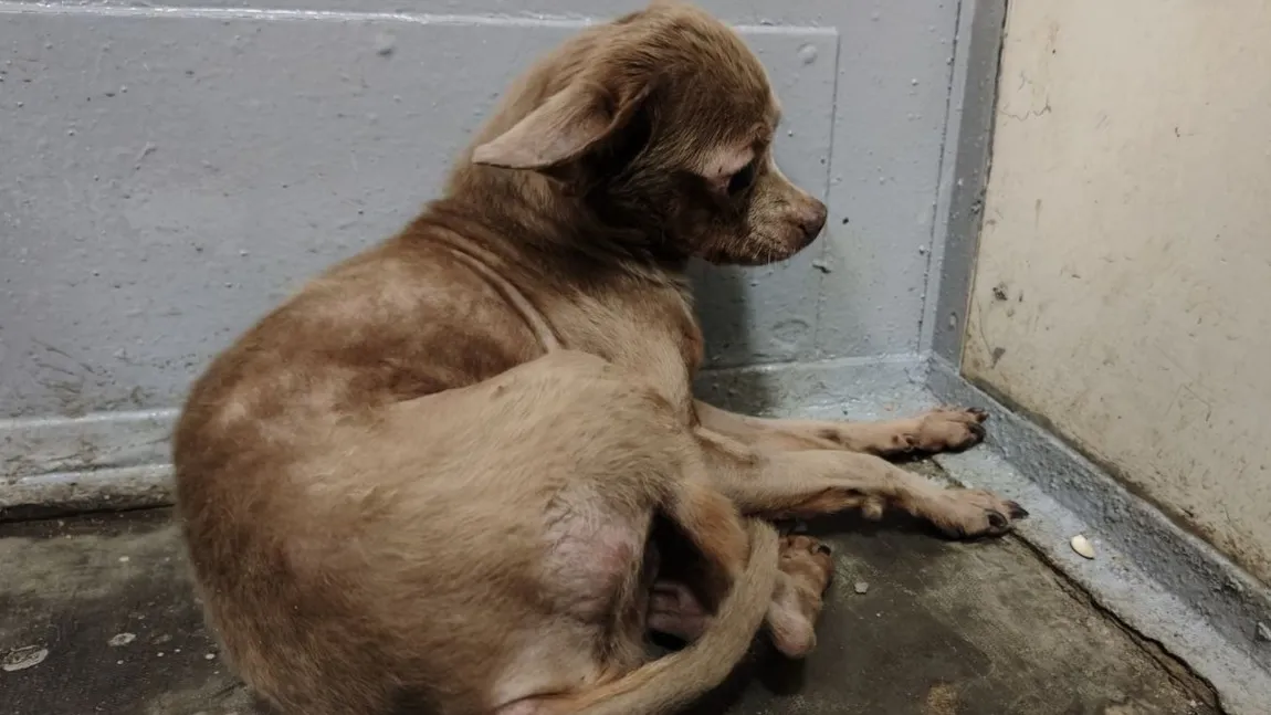 Фото: предоставлено очевидцем