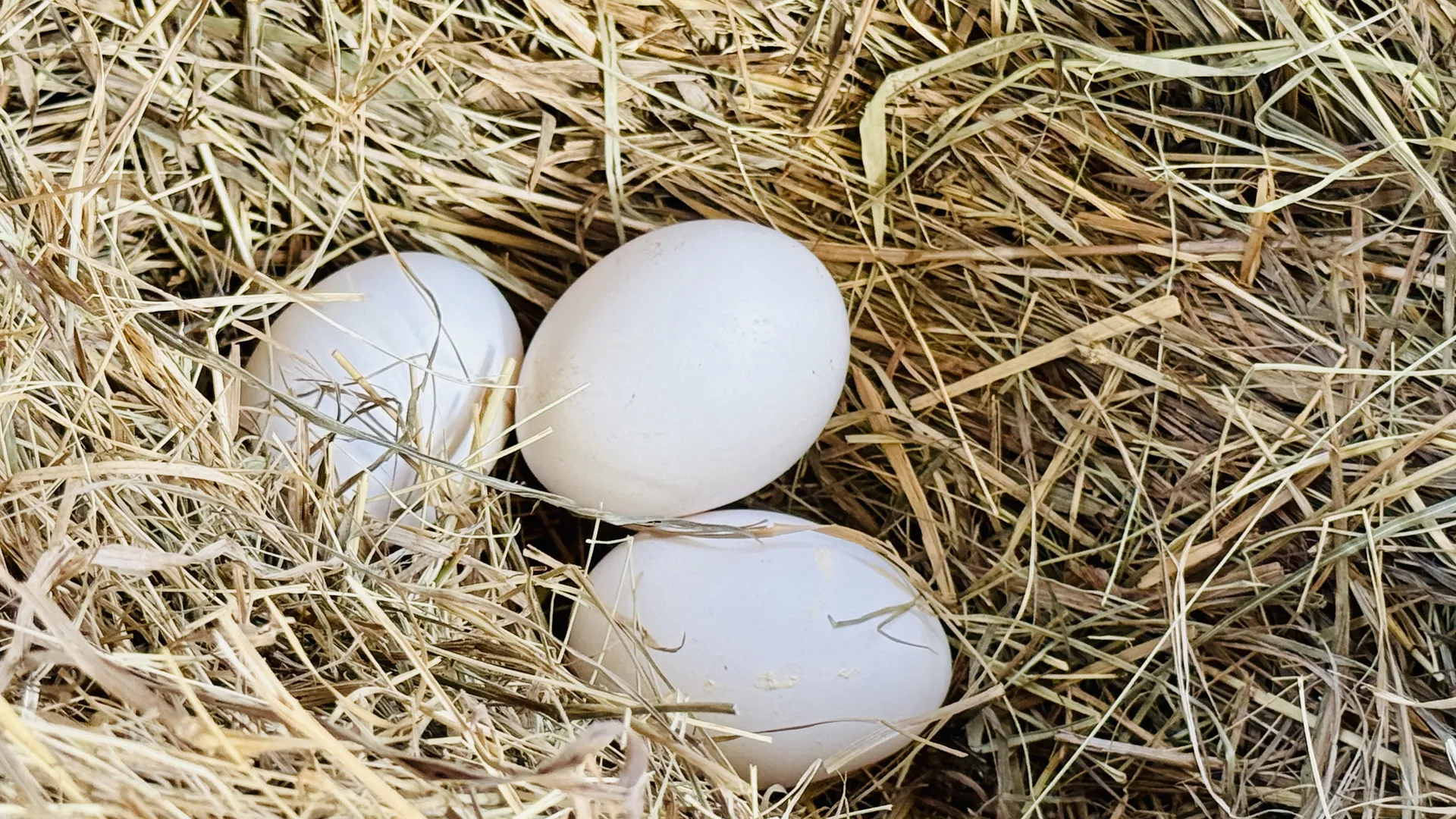 Фото: МедиаБанк Подмосковья/Ольга Стаферова