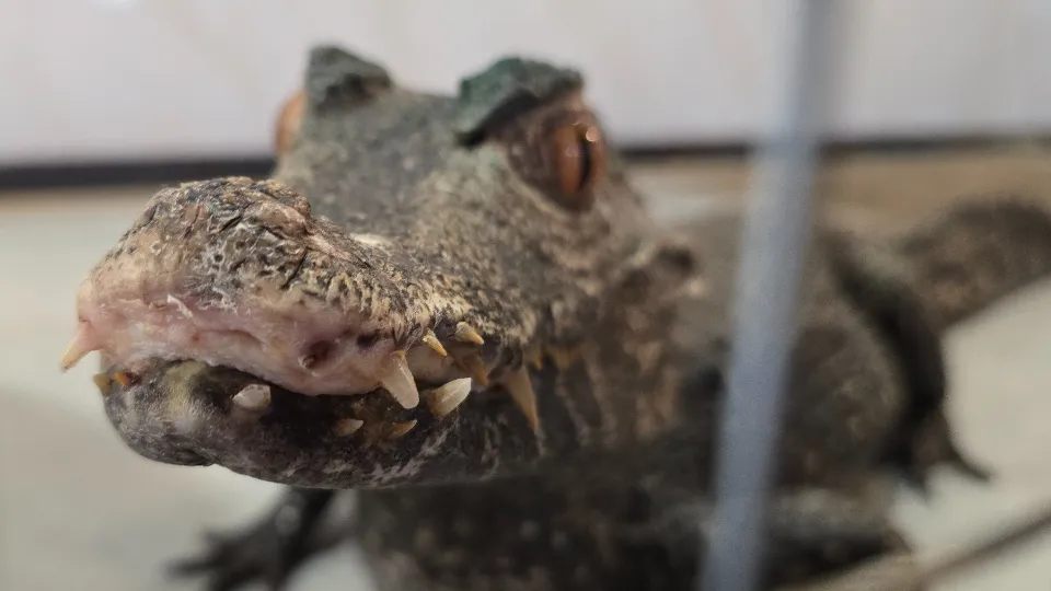 Фото: МедиаБанк Подмосковья/Марина Анисимова