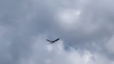 Фото: t.me/samolet_feed