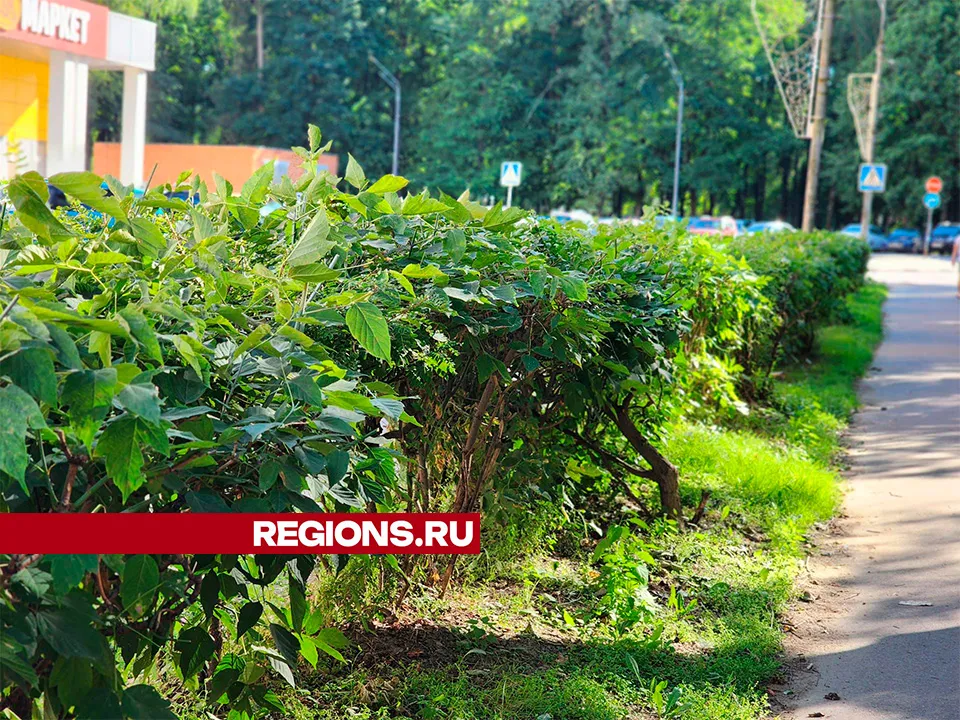 Фото: Светлана Плотникова