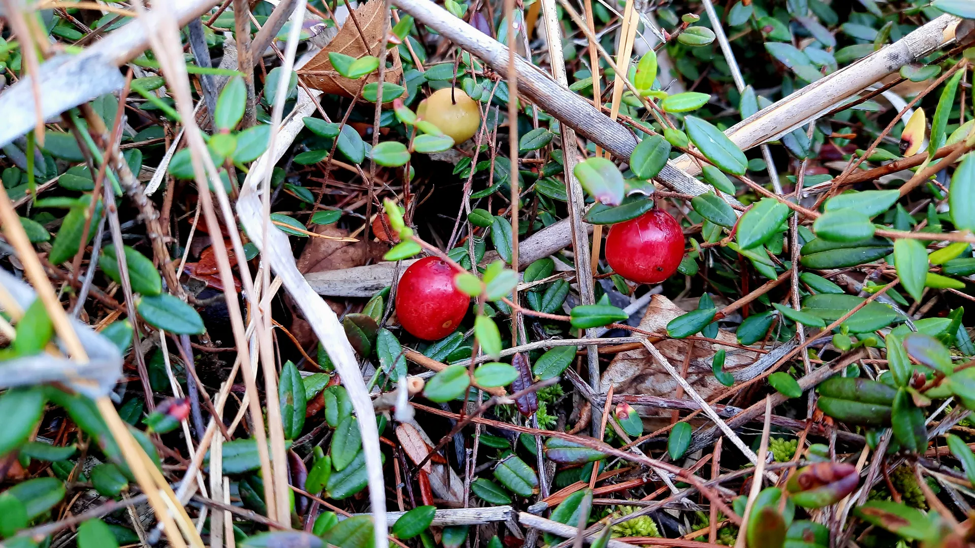 Фото: МедиаБанк Подмосковья/Михаил Мартыненко