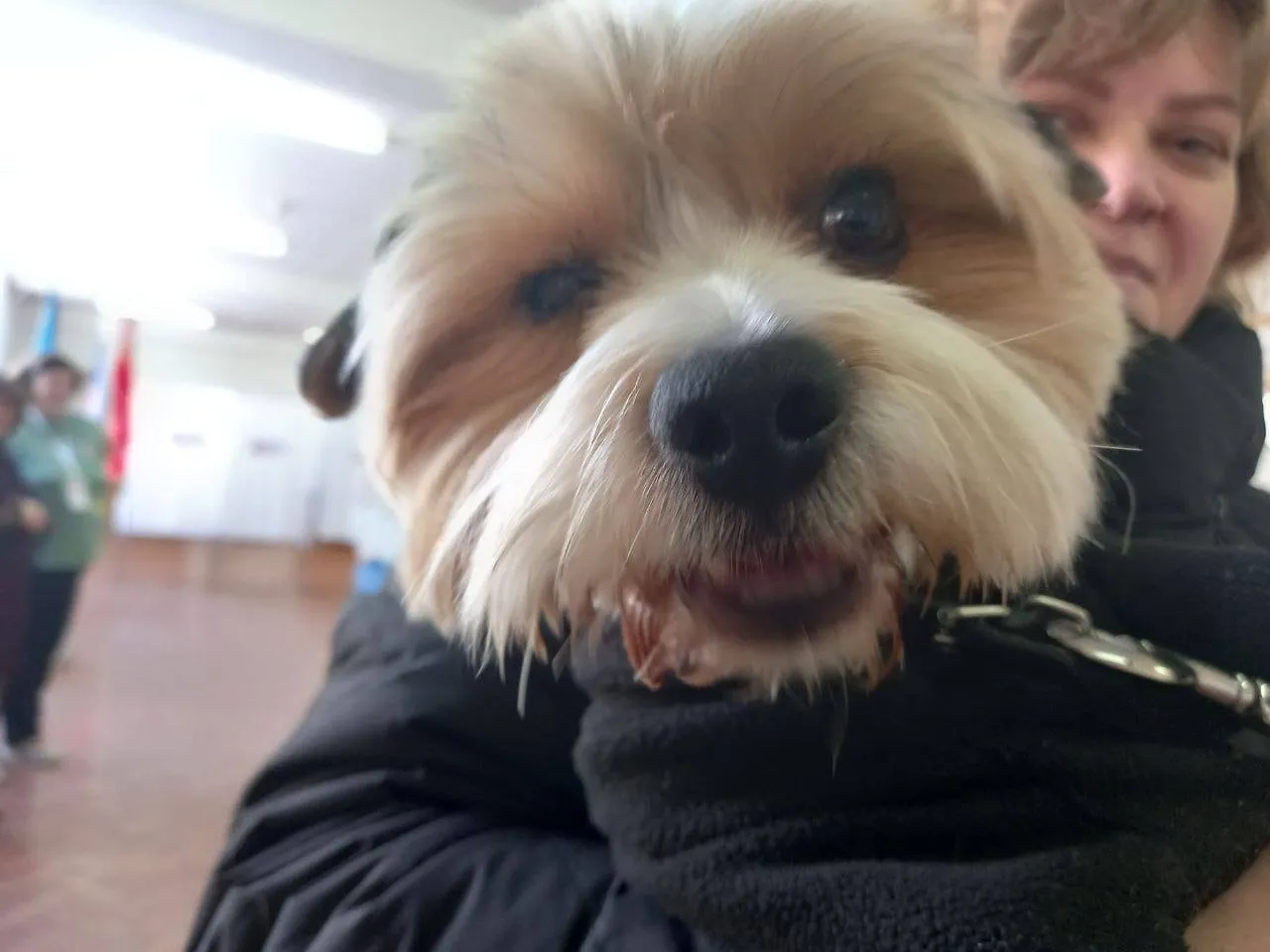 Фото: t.me/go_istra