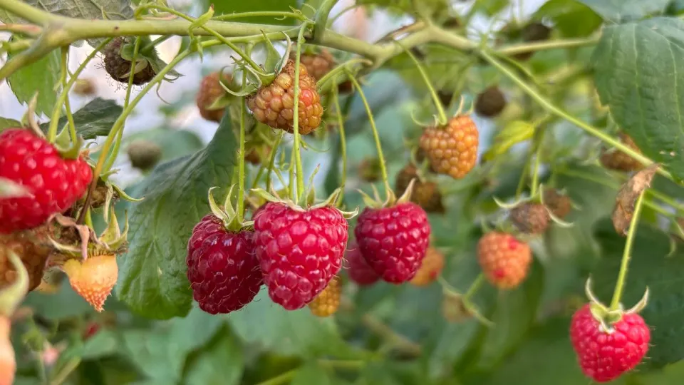 Фото: REGIONS/Анастасия Завертайло