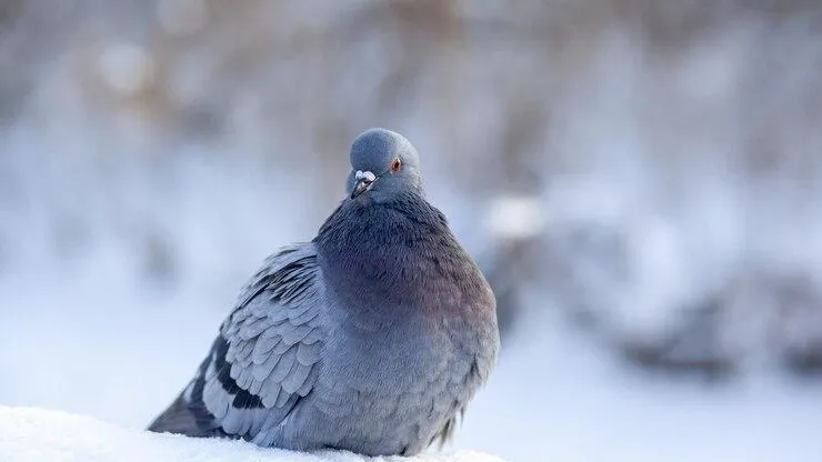 медиасток.рф