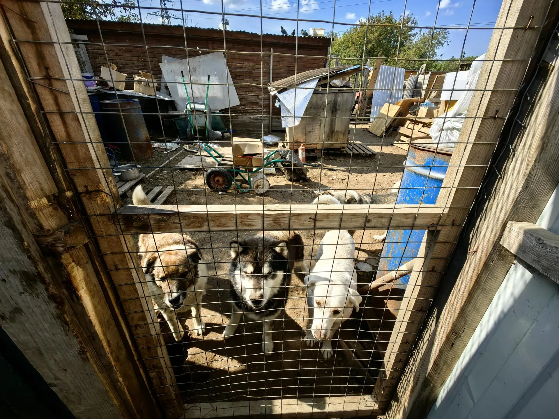 Елена Катасонова