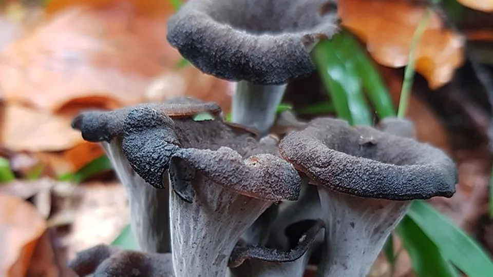 Фото: commons.wikimedia/Franck Hidvégi