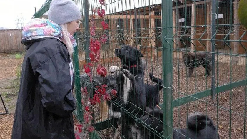 Активисты Красногорска привезли подарки для четвероногих постояльцев приюта «Лохматый ангел»