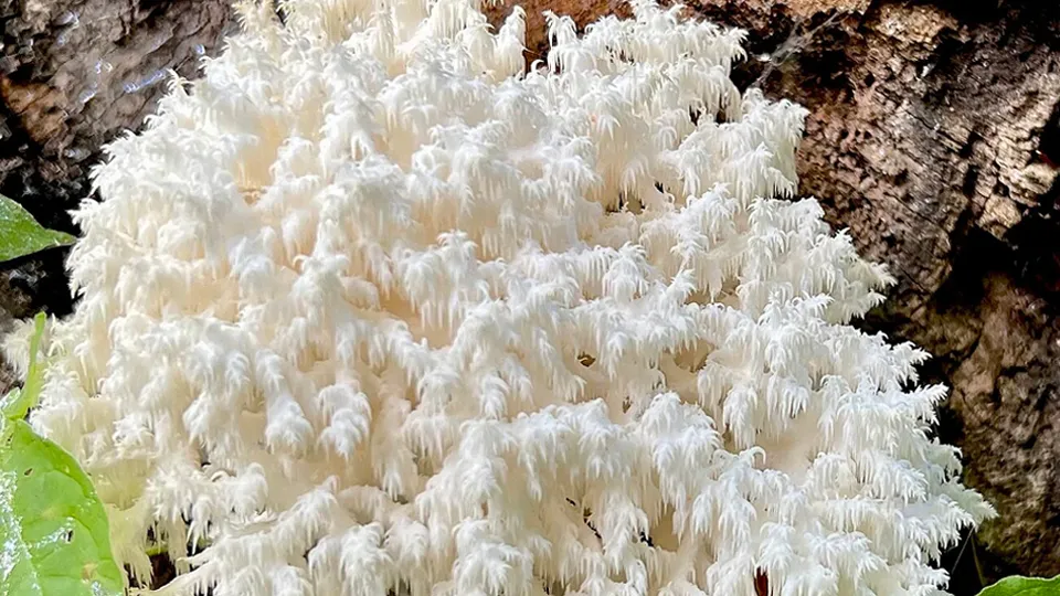 Фото: сommons.wikimedia/Keith Seifert