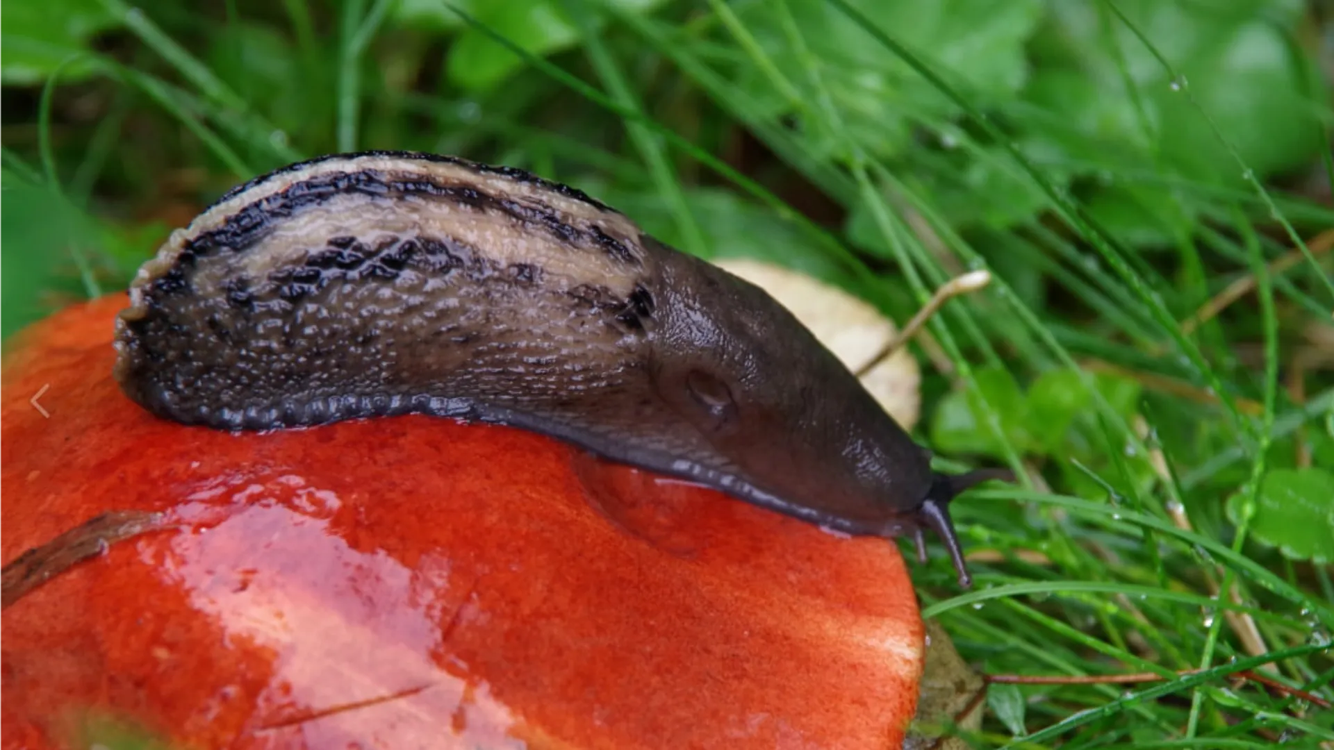 Фото: vk.com/Приокско-Террасный заповедник