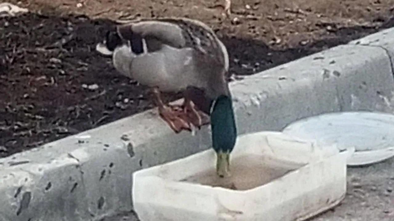 МБОУ «Школа современного образования»