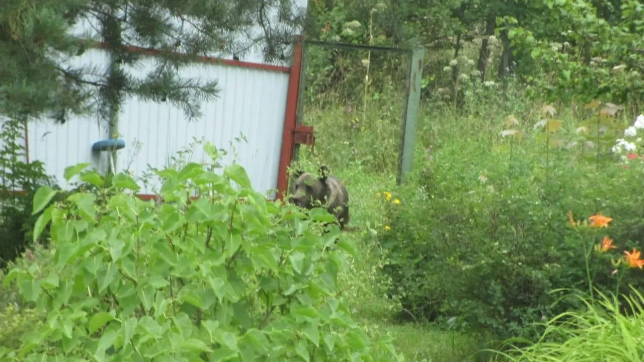 Фото: t.me/Kuftin_GOHI