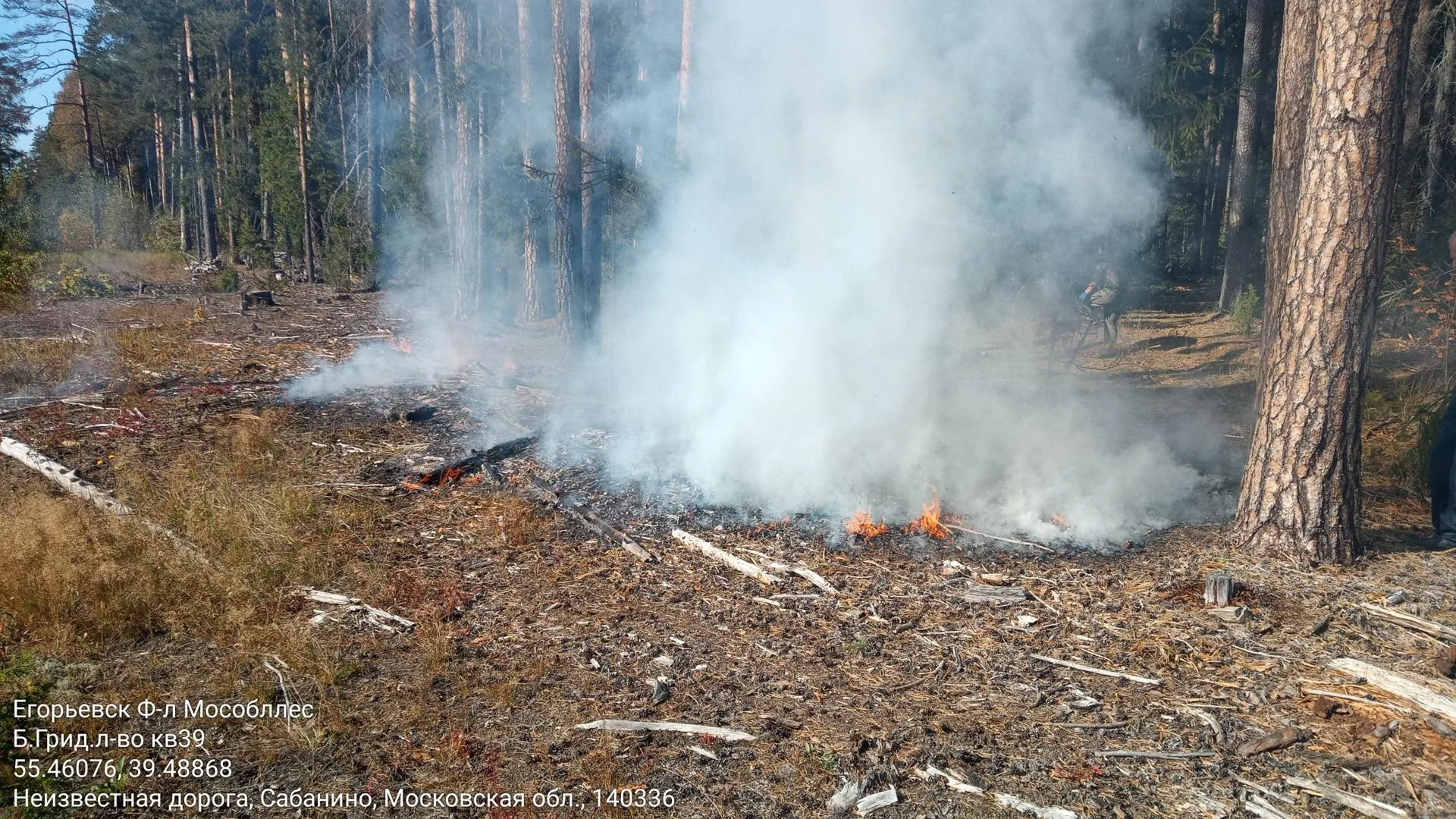 Комитет лесного хозяйства Московской области