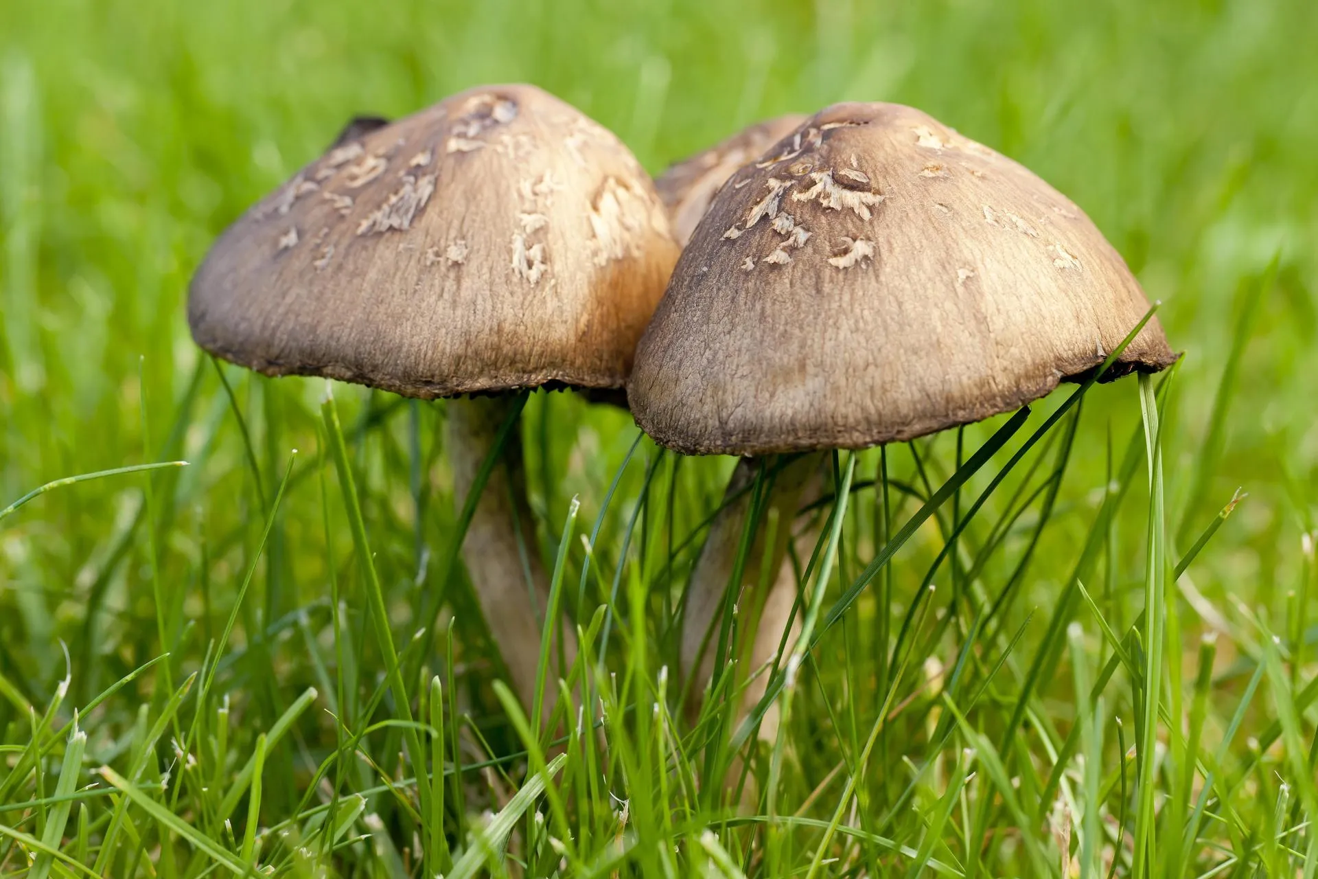 Niels Poulsen/imageBROKER.com