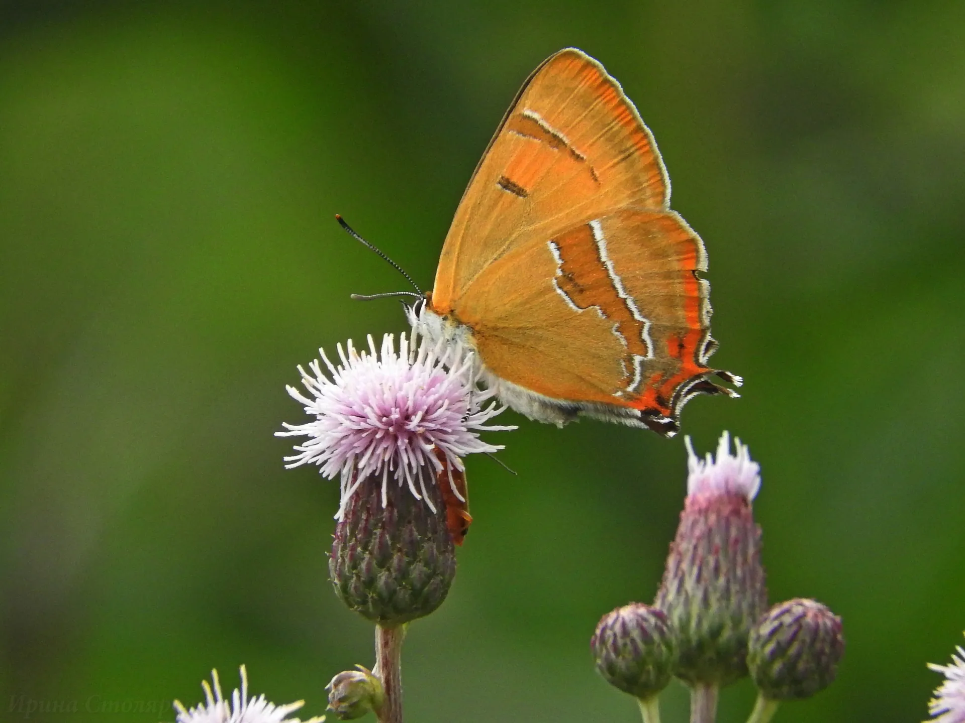 Фото: личный архив Ирины Столяровой