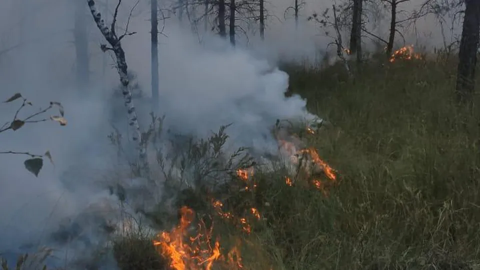 Фото: Комитет лесного хозяйства МО