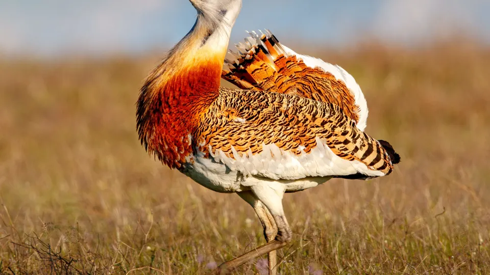 Фото: TASS/DPA/Christian Naumann