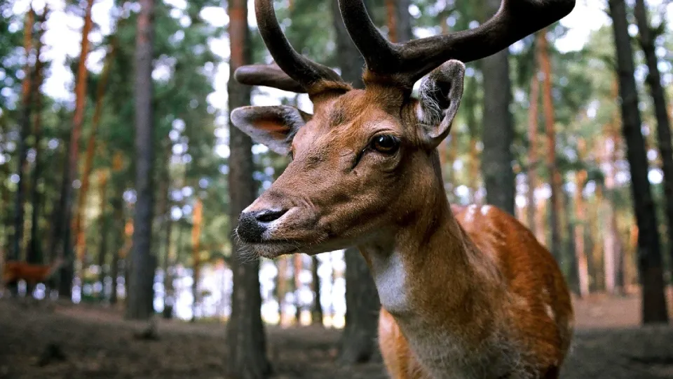 Фото: pxhere.com