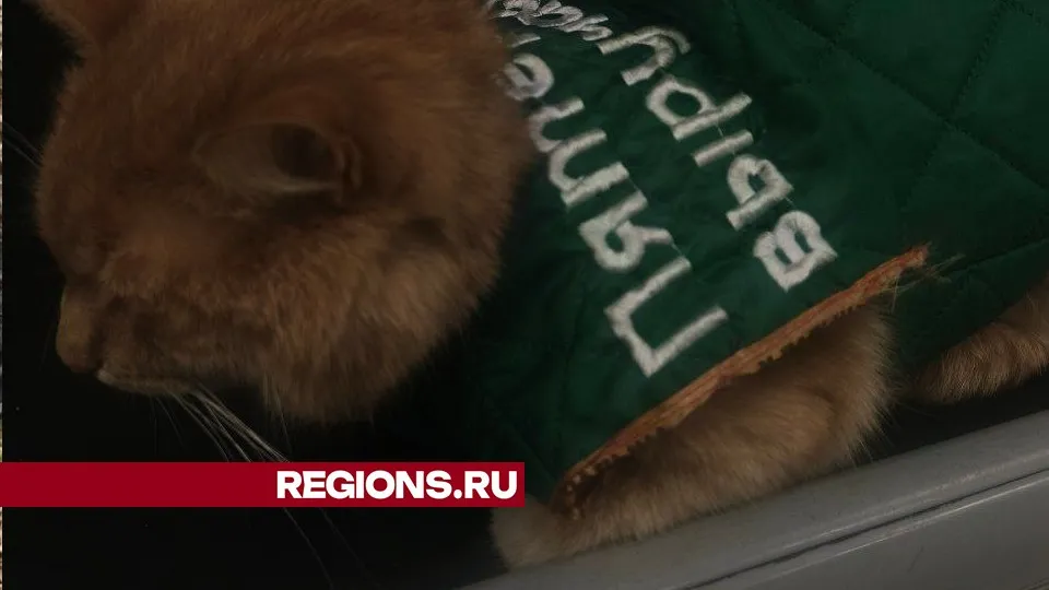 Фото: предоставлено очевидцем