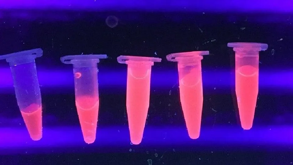 Фото: пресс-служба администрации г.о. Дубна