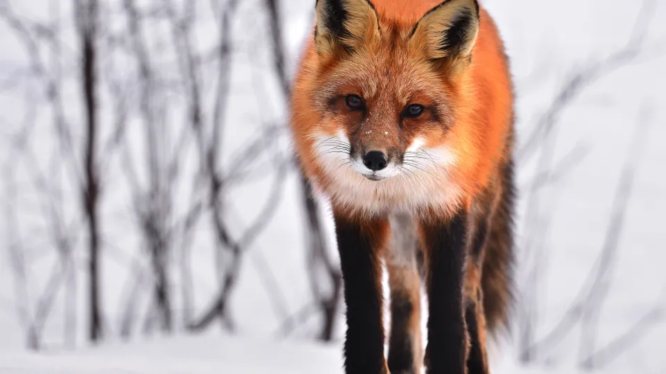 Фото: pxhere.com