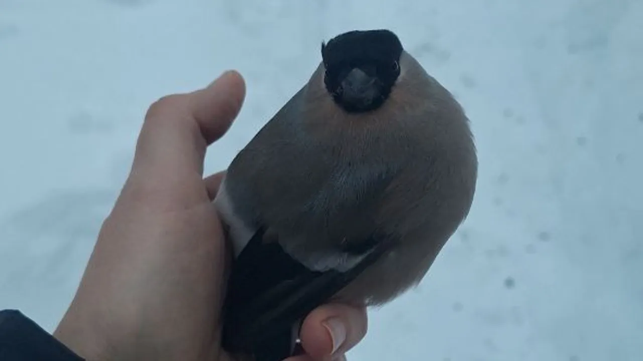 Екатерина Голикова