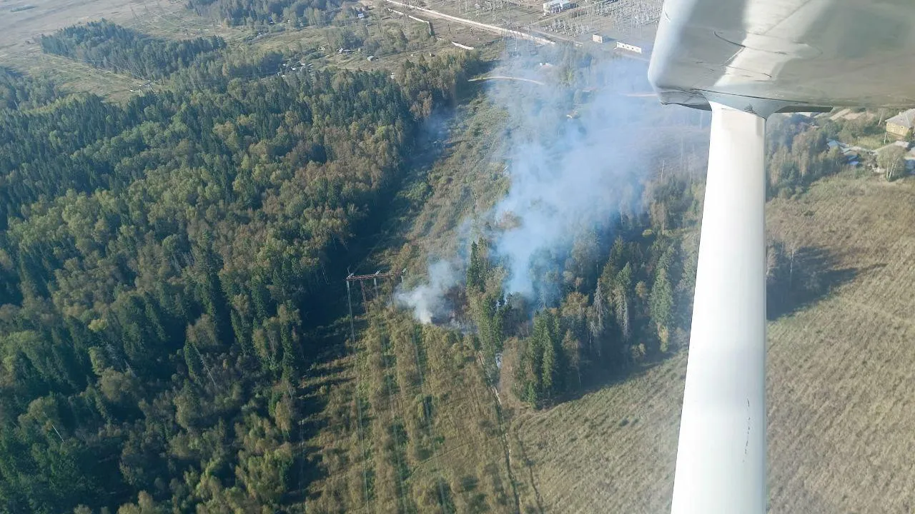 Фото: Комитет лесного хозяйства МО