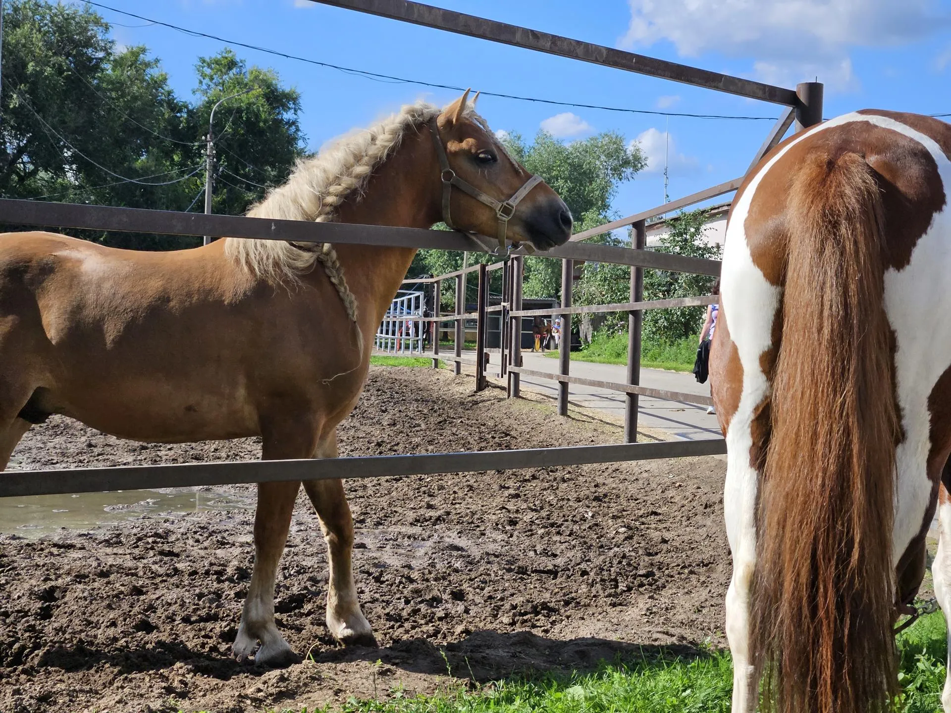 Фото: администрация г. о. Раменский&nbsp;