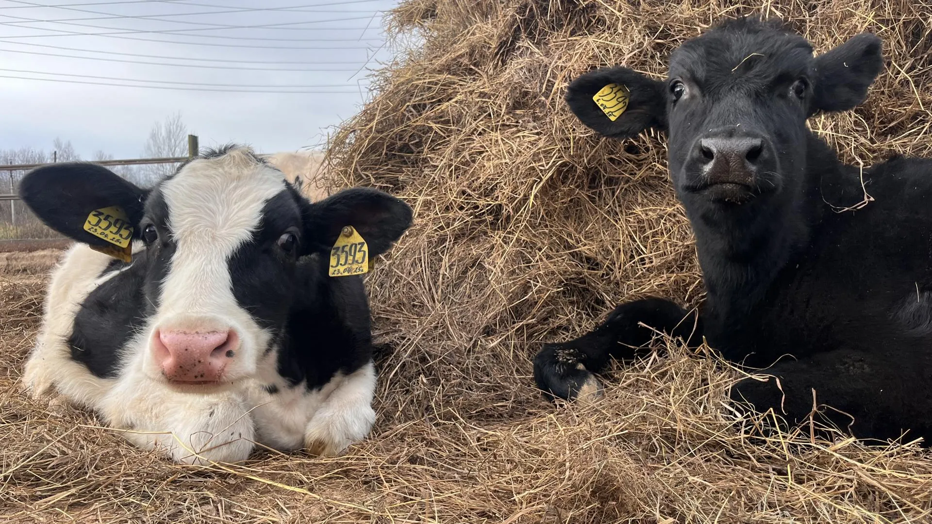 Фото: МедиаБанк Подмосковья/Ангелина Стельмух