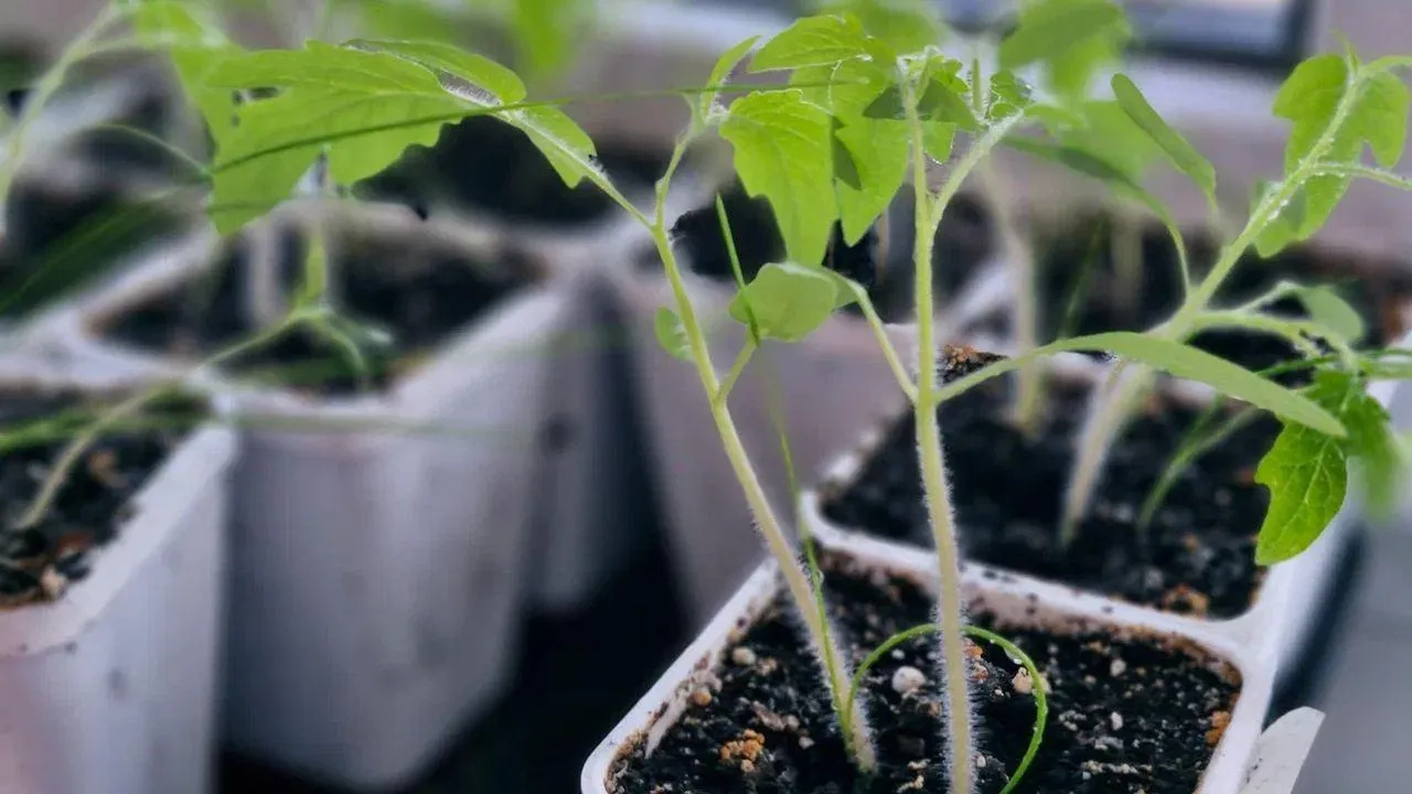 REGIONS/Наталья Надточая