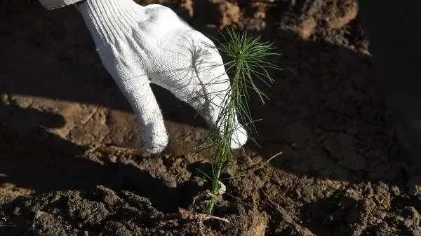 Образовательные учреждения Подмосковья поддержат акцию «Наш лес. Посади свое дерево»