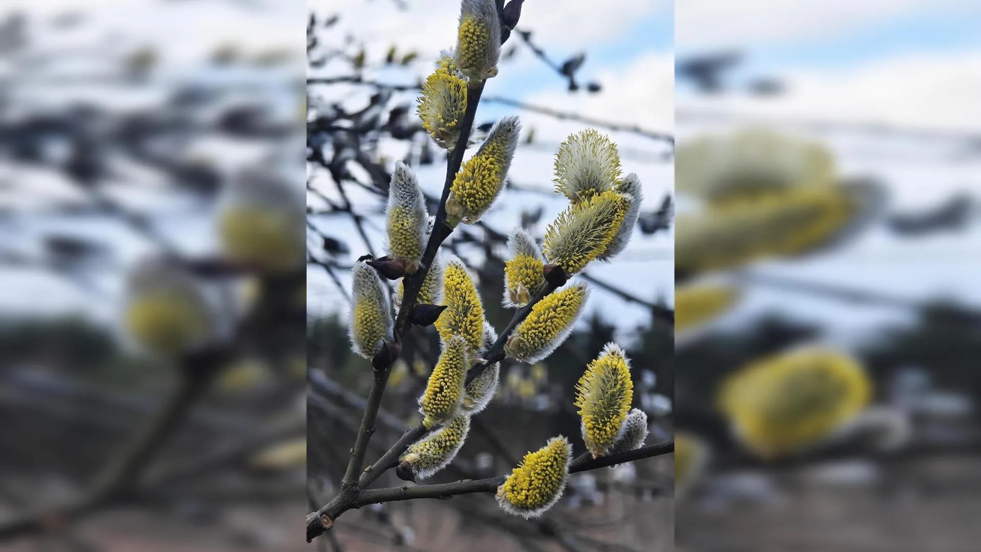 Орехово-Зуевское лесничество