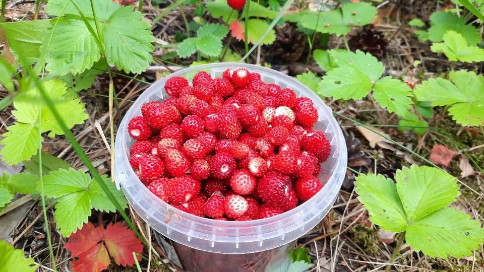 Фото: МедиаБанк Подмосковья/Михаил Мартыненко