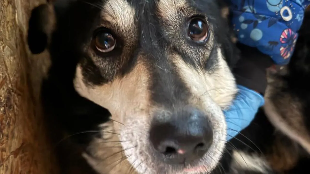 личный архив зоозащитников