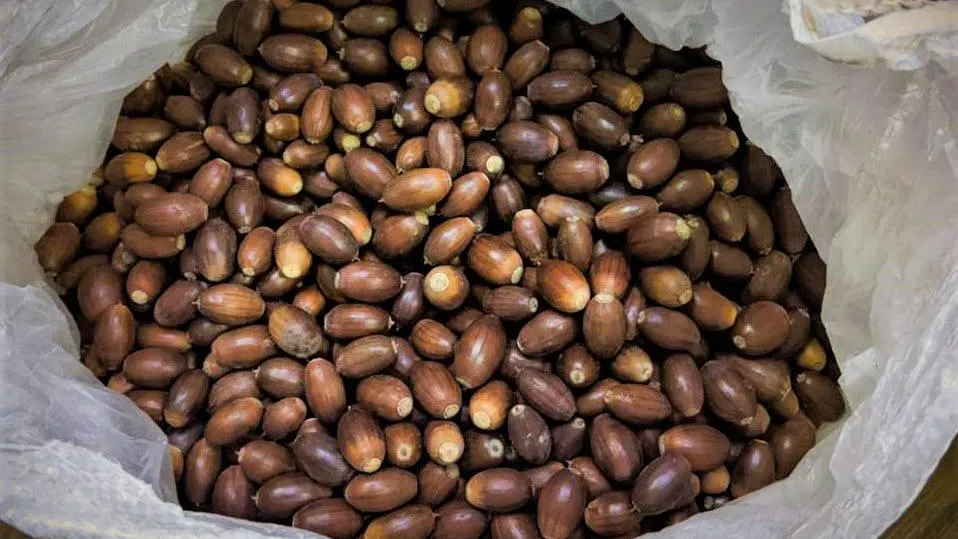 Фото: пресс-служба Комитета лесного хозяйства Московской области