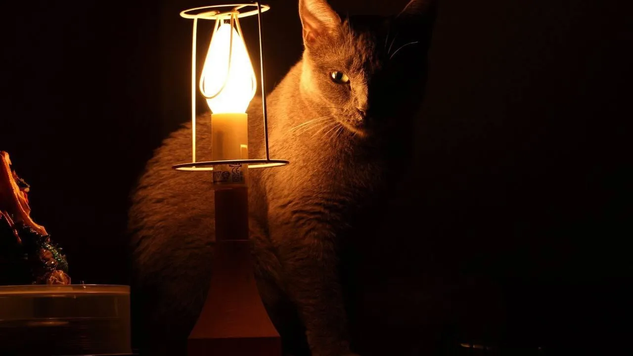 Фото из открытых источников